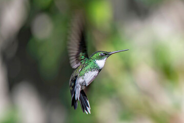 Colibrí garganta blanca con alas extendidas © Maelia Rouch