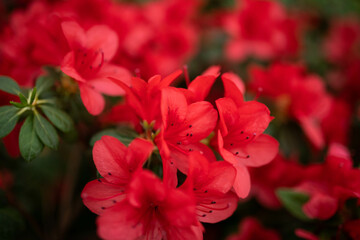 Obraz premium Garden full of azalea bushes flowers