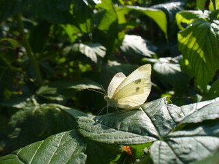 Butterfly Cabbage white, Pieris brassicae on green leaves of European red raspberry, Rubus idaeus bush in garden - close-up. Topics: beauty of nature, vegetation, flora, fauna, macro, cultivation