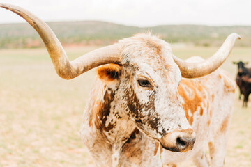 Texas Longhorn