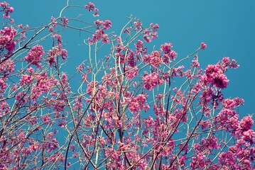 Lapacho rosado