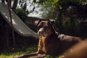 Retrato de perro negro