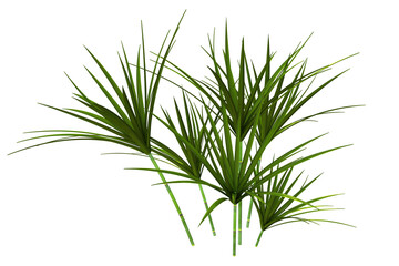 pianta su fondo trasparente isolato