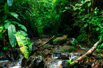 water stream river in the jungle