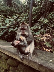 Monkey feeding baby