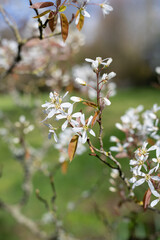 Close up of smooth serviceberry (amelanchier laevis) flowers in bloom