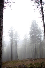 Fog entering coniferous forest creating a mystical atmosphere