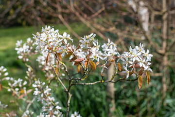 Close up of smooth serviceberry (amelanchier laevis) flowers in bloom