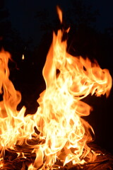 Fototapeta premium Bonfire Flames