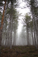 Fog entering coniferous forest creating a mystical atmosphere