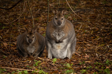 Red-necked wallaby (Macropus rufogriseus) © Dead Tree World
