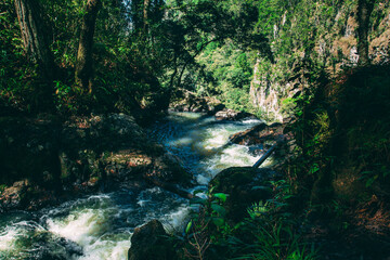 Obraz premium waterfall in the forest