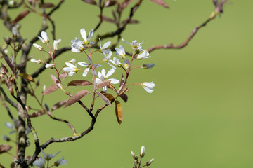 Close up of smooth serviceberry (amelanchier laevis) flowers in bloom