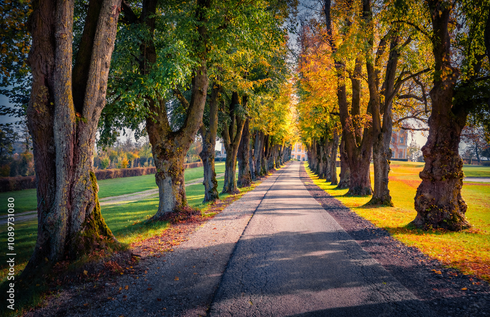 Canvas Prints Empty alley to the Tillysburg Castle among old linden trees, . Fabulous autumn view of asphalt road to the Golf Club Linz St. Florian, Austria, Europe. Beauty of nature concept background..