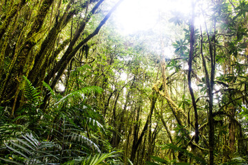 Fototapeta premium a forest full of moss