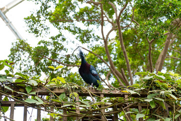 Fototapeta premium Crowned Pigeon in a Natural Setting