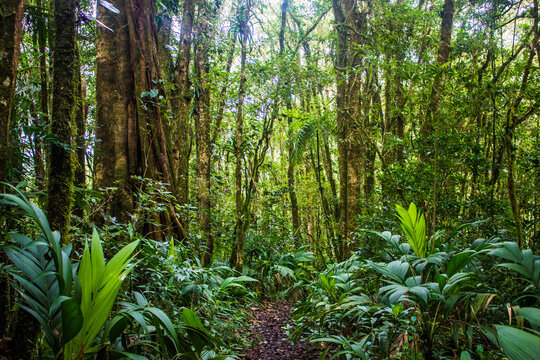 a forest full of moss