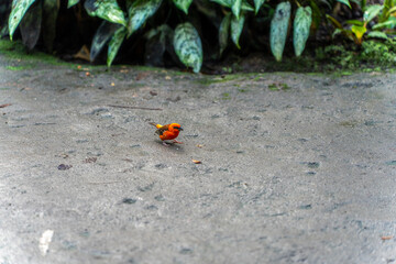 Madagaskarweber in nat&uuml;rlicher Umgebung