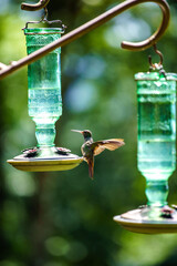 a hummingbird feeding