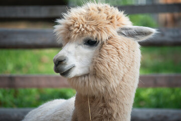 Obraz premium very beautiful calm and cute alpaca 
