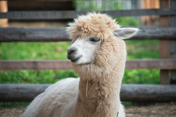 very beautiful calm and cute alpaca
