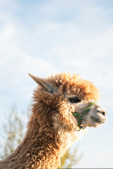 Fototapeta premium very beautiful calm and cute alpaca 