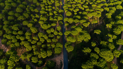 El pinar desde el aire