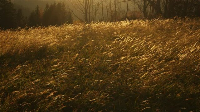 Tall grass of a wild meadow swaying in the wind. Autumn evening or afternoon, backlit grass. Polish mountains, Gorce. Maciejowa. Warm, tranquill scene.