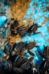 baby turtles being liberated into the ocean