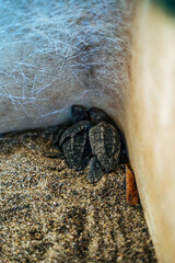 baby turtles being liberated into the ocean