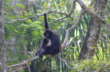 Obraz premium Spider monkey hanging in a tree in the jungle of Palenque, Mexico