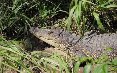 Obraz premium Crocodile in Mexico