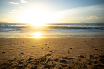 baby turtles being liberated into the ocean