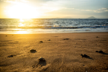 liberación de tortugas en el mar