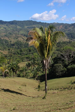 Palma Real (Attalea butyracea) in the countryside in Costa Rica
