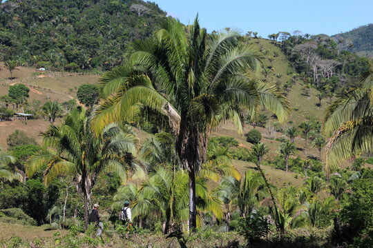 Palma Real (Attalea butyracea) in the countryside in Costa Rica