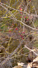 autumn nature in the countryside