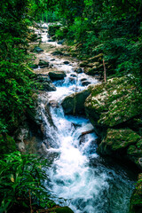 a river in the middle of the jungle
