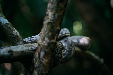 boa blanca in cayos cochinos, honduras