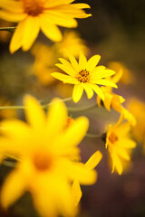 sunny yellow flowers in the garden