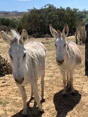 Ghost Donkeys