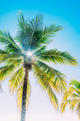 light rays passing through a palm tree