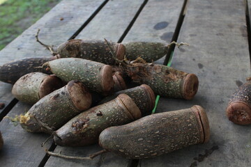Fruits of tropical tree Couratari guianensis