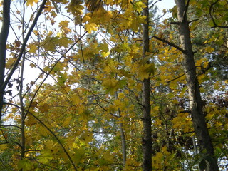 ż&oacute;łte jesienne liście w parku 