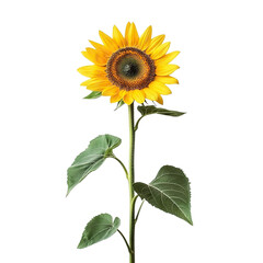 Obraz premium Tall sunflower plant with vivid petals and leaves, isolated on transparent cutout background