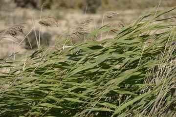 Green leaves tilting with the wind in the meadow in a sunny day