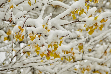 The contrast of autumn colors and the whiteness of the first snow on tree branches.