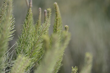 Green bushes in the meadow 