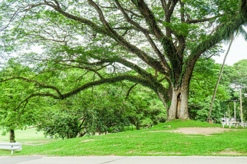 Fototapeta premium Large tree of the green forest lawn,The trees in the park are planted to provide shade for those who are vacationing or exercising in the fresh air in On sunny days,Nature landscape.