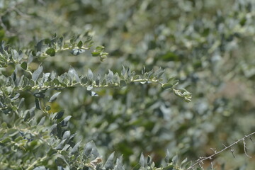 Green bushes plants in the forest